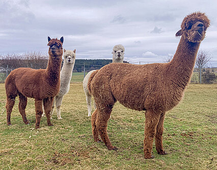 Alpakas auf dem Hof Lebenslust
